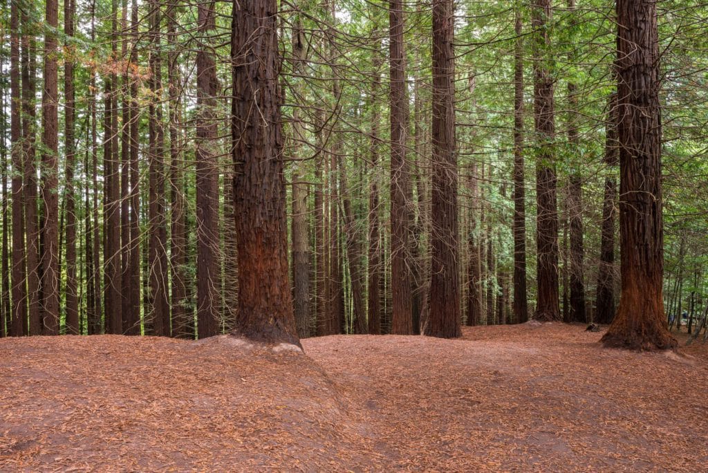 Qué ver cerca de mí en el Bosque de Secuoyas